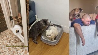 Here comes the use of raising a cat.