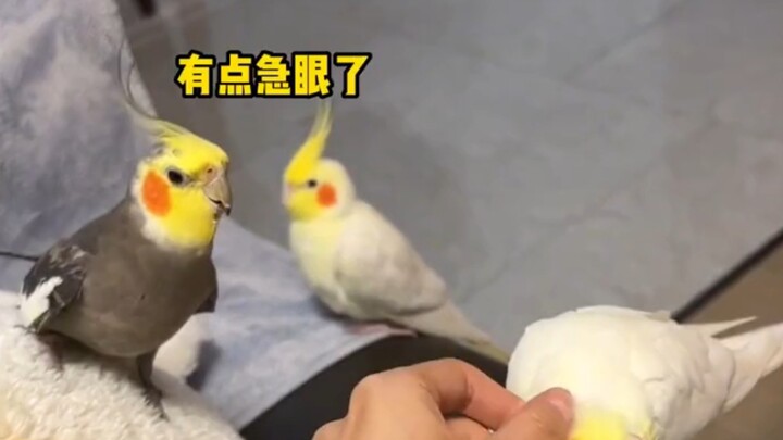 This little parrot is really jealous!