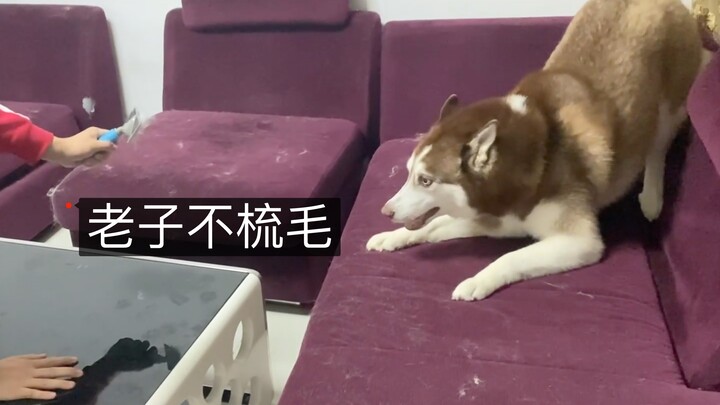 Tuan rumah jantan menyikat bulu anjing Siberian Husky, tuan rumah wanita juga menyikat bulu anjing S