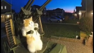 您好，您的猫咪正在攻击您的住宅