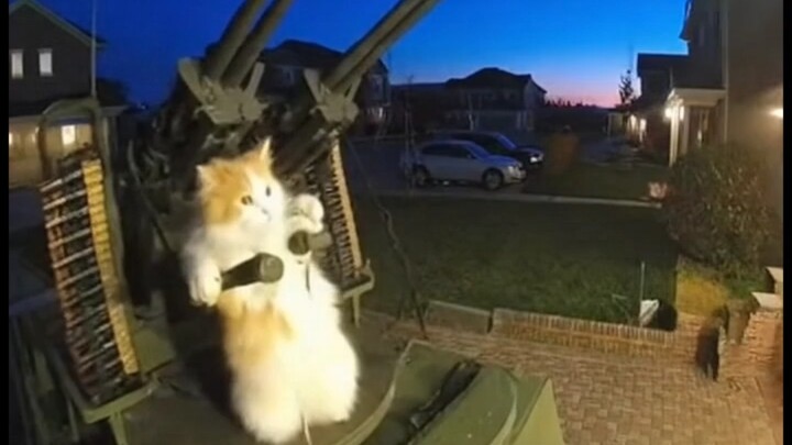 您好，您的猫咪正在攻击您的住宅