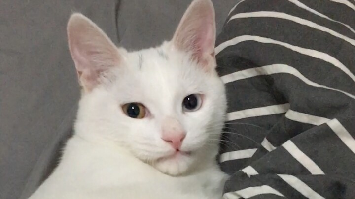 Bác sĩ: Răng mèo của bạn hơi dài đấy nhé~