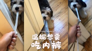 温妮不要咬内裤啦‼️