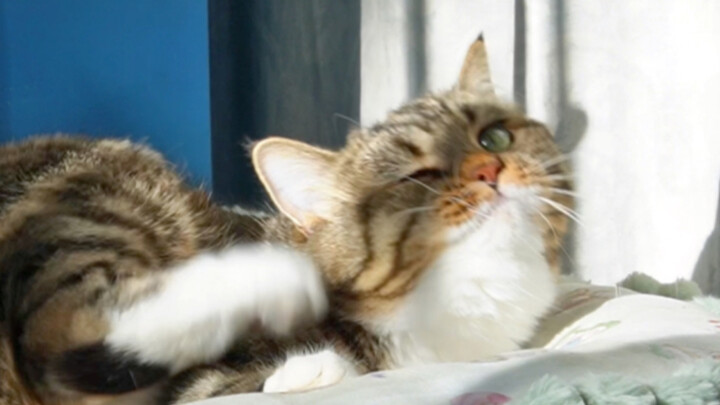 เจ้าหมาน้อยมีความเข้าใจเรื่องการอาบแดดเป็นอย่างดี