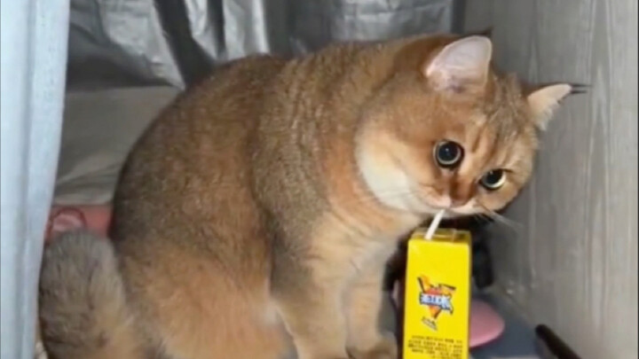 The cat took a sip of iced black tea.