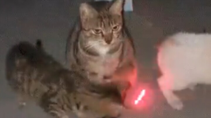 The joys and sorrows of cats are not shared.