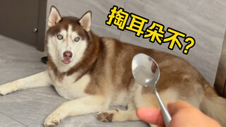 What happens when you forcibly clean your dog's ears? Let's see its reaction!