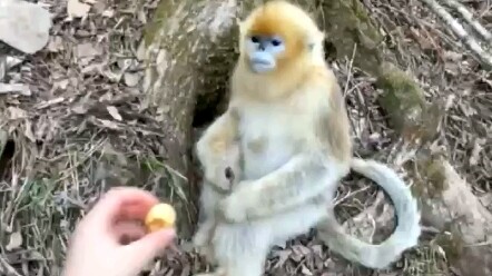 Monyet emas yang mengerti bahasa manusia, jeruk di tangannya langsung tak terasa lezat lagi.