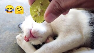 Funniest Cats and Dogs 🐱🐶 Part 5