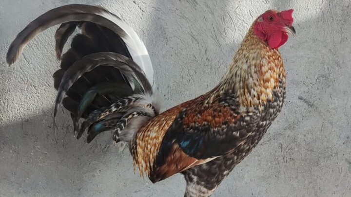 Seek Air Dome x sweater 🔥