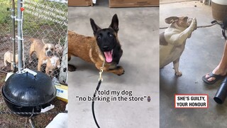 As a foreign dog, it's reasonable for him to know English.