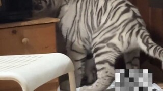 Raja Harimau Menyamar untuk Kunjungan Rahasia