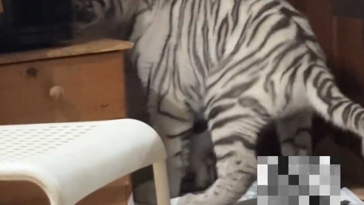 虎大王微服私访