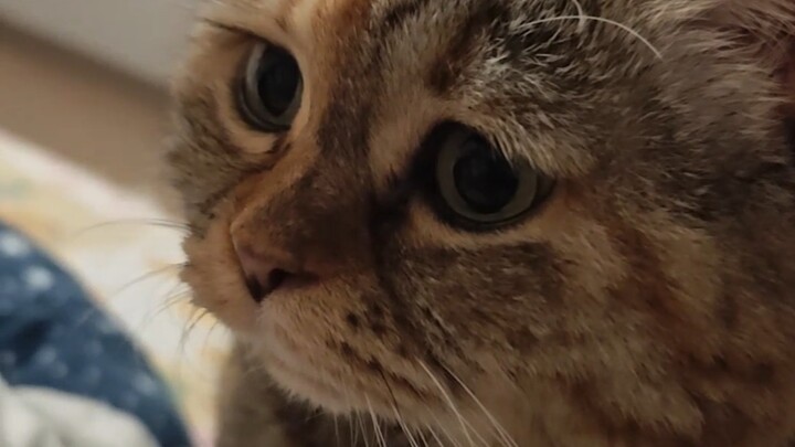 How can you just randomly touch a cat’s butt?