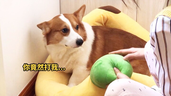 เจ้าคอร์กี้กำลังกัดแทะรังนอนอยู่ จู่ๆ เจ้านายก็มาเจอพอดี! หมา: รสชาติดีเกินห้ามใจจริงๆ 【ดูบี้ขาสั้นน