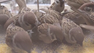 Sparrows Eating & Chirping