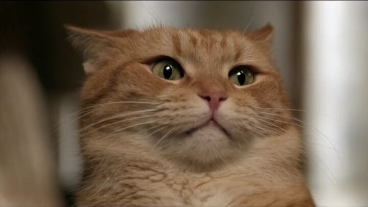 Movie "A Street Cat Named Bob" Collection of Heart-touching Shots of the Orange Cat