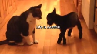 “Life is beautiful”
