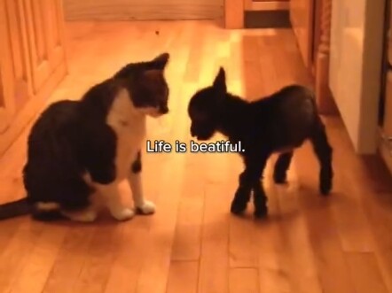 “Life is beautiful”