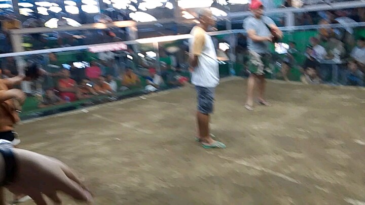 Boston sweater first fight 🐓