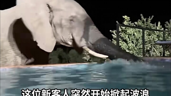一对情侣在非洲津巴布韦的酒店游泳，突然遇到不速之客来蹭水喝...不敢动，完全不敢动！