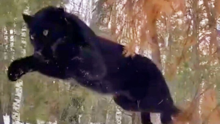 That little black leopard’s leap is so cool it just stole my heart!