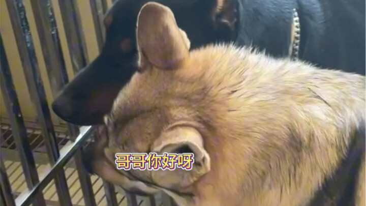 เกี่ยวกับเจ้าหมาป่าเช็กที่ฉันเลี้ยง ซึ่งเป็นสุนัขยอดฝีมือ