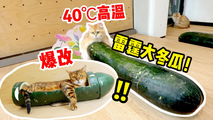 Labu musim dingin raksasa itu memang keren, setelah dikosongkan bisa muncul seekor kucing!