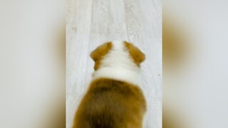 Trời sinh em chân ngắn Mà dcm nhà con Sen rộng quá chạy k nổi 🤣corgi corgipuppy chó_cưng pet dog chó cún corgilove vequeanhlo TikTokFashUP