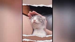 Dù bao nhiêu tuổi vẫn là em bé 🥺 cat kitten cute fyp onhavanvui