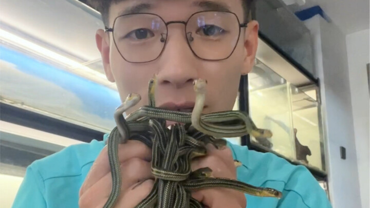 Hari pertama bulan September sudah banyak kejutan! Begitu banyak bayi ular yang menetas… Klik video 