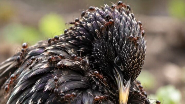 Why Is This Bird Doing That