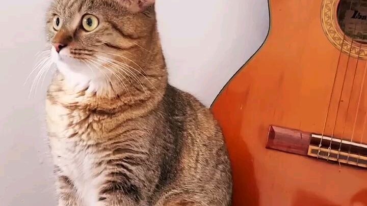 Cat Reaction