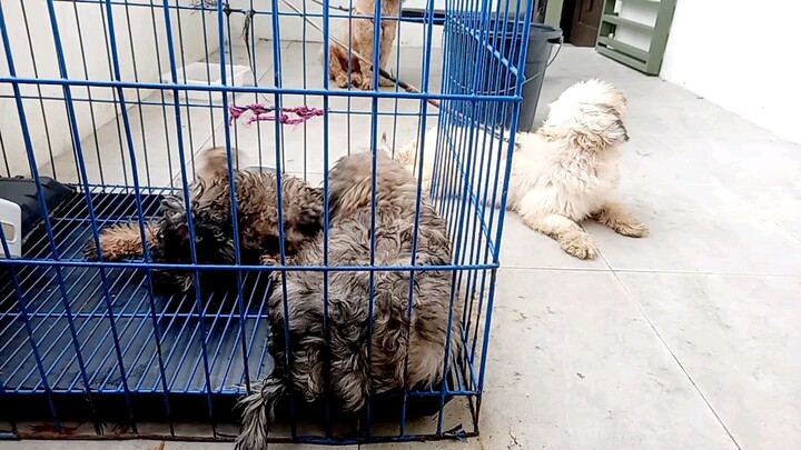 bonding  ng mga cute na puppies