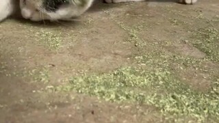 收手吧，喵桑！