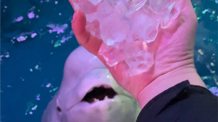 Chowing Down on Ice!