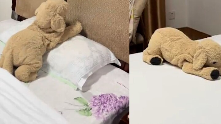 عمّالة النظافة تُرتب كل يوم كلاب اللعب للضيوف بأساليب متنوعة، وضعية جديدة كل يوم، والضيوف يقولون: مم