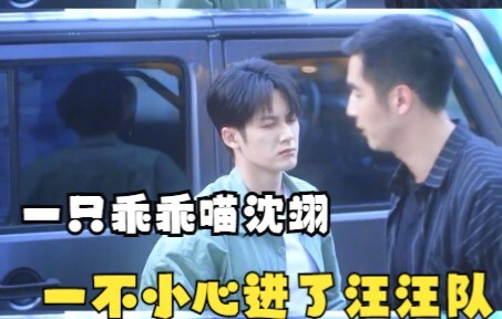 Một chú mèo ngoan ngoãn tên Thẩm Dực, chẳng may lại gia nhập đội chó sủa, đồng nghiệp "người gây họa