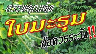 "ใบมะรุม" สมุนไพรที่มีประโยชน์มากล้น / ครัวป้าจิต