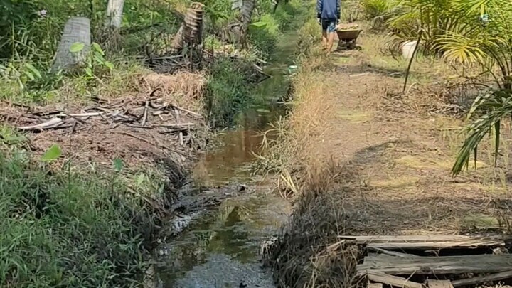 Mancing di kebun sawit pakai umpan katak dapat belut besar