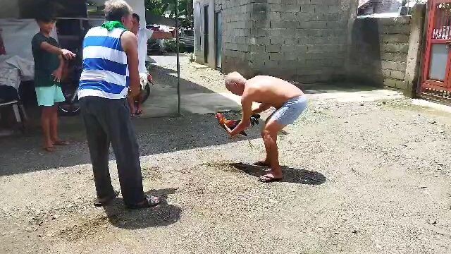 sparring full brithers grey balik sa ina breed