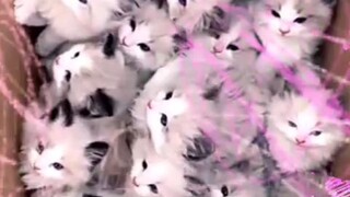 A box of kittens, so cute.