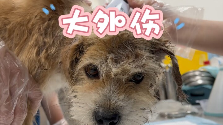 Even though the bullying dog is a real dog, ... humans are no different.