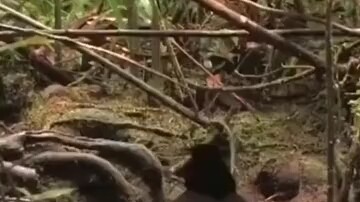 Even animals know this meme now
