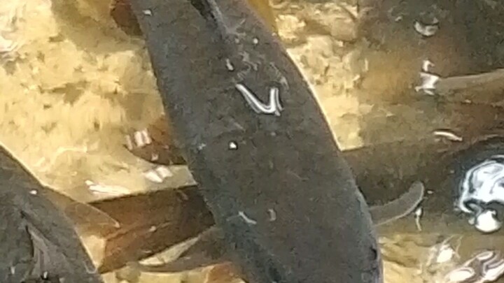 เจ้าปลาที่น้ำตกโตนงช้าง