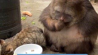 Monyet berlengan satu yang suka mengelus kucing: Ayo makan dan elus kucing-kucingnya