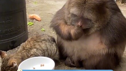 The one-armed monkey who loves petting cats: Come eat and pet the cats