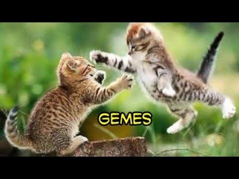 Kucing Paling Lucu - Paling imut