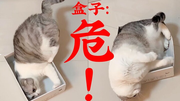 【Thường ngày】Đâu rồi những chú mèo mà bảo là làm bằng nước chứ?!!