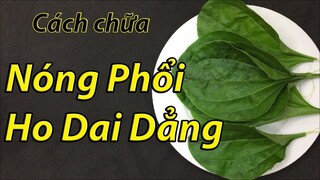 Cách chữa nóng phổi và ho dai dẳng tại nhà bằng nguyên liệu tự nhiên sẵn có